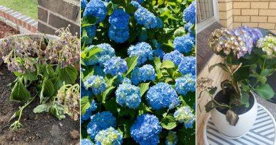 7 Super Tips on How to Revive Hydrangeas Again - balconygardenweb.com