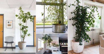 26 Trees You Can Grow Indoors | Best Houseplant Trees - balconygardenweb.com