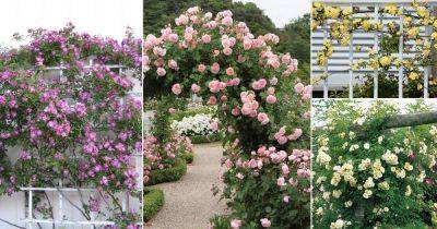 21 Best Thornless Roses You can Grow | List of Thornless Roses | - balconygardenweb.com