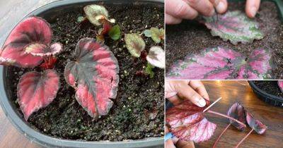 How to Propagate Rex Begonias From Leaf Cuttings - balconygardenweb.com