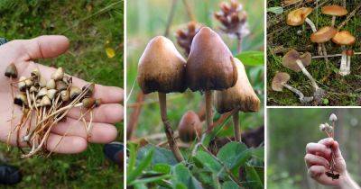 How to Grow Magic Mushrooms | Harvesting Magic Mushrooms - balconygardenweb.com - Usa - India - Mexico - Vietnam - Thailand