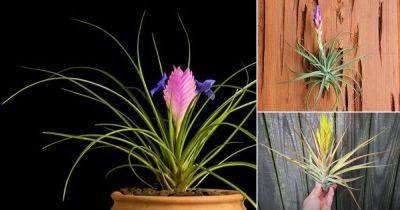 26 Types of Air Plants That Are Most Beautiful | Best Air Plant Varieties - balconygardenweb.com - Spain - Mexico - city Columbia