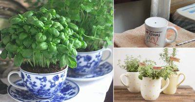 How to Grow Herbs in Teacups and Coffee Mugs - balconygardenweb.com