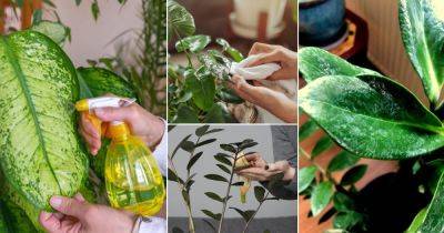 7 Best Tricks to Clean Water Stains from Plants - balconygardenweb.com