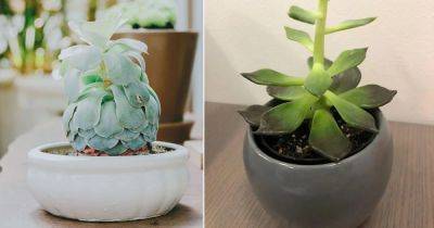 6 Top Tips to Fix Stretched and Leggy Succulents - balconygardenweb.com - state Missouri