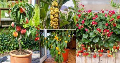 17 Fruit Plants that Bear Fruit Fast - balconygardenweb.com