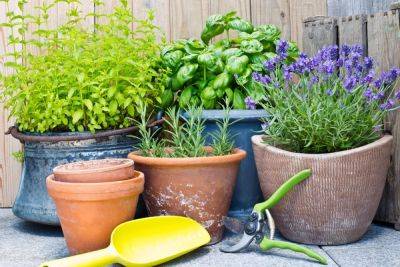 Growing Herbs Indoors? 46 Best Indoor Herb Garden Tips To Know Today - balconygardenweb.com