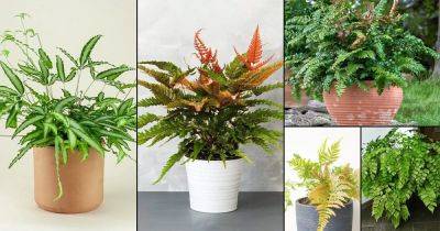 48 Most Beautiful Ferns To Grow | Best Ferns for Containers - balconygardenweb.com