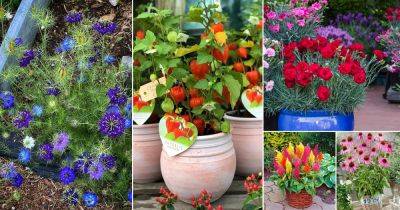 50 Best Cut Flowers for Cutting Garden | Types of Cut Flowers - balconygardenweb.com