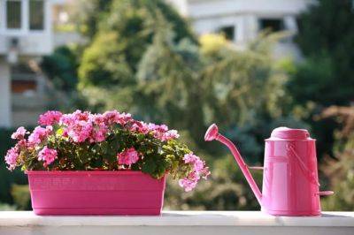 5 Common Balcony Gardening Problems and Tips to Solve them - balconygardenweb.com
