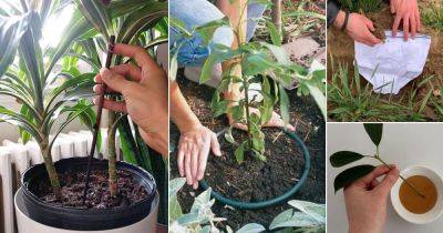 21 Interesting and Wacky Outdoor Plant Parenting Hacks - balconygardenweb.com - Britain