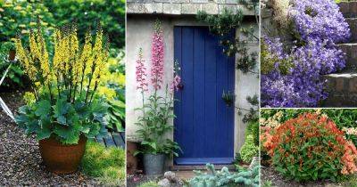 37 Best Perennials for Shade That Bloom all Summer - balconygardenweb.com