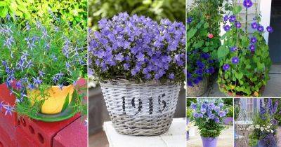 36 Best Blue Flowers to Grow in Containers - balconygardenweb.com