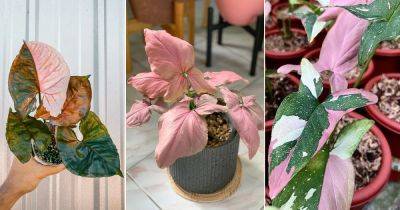 12 Best Pink Syngonium Varieties + How to Grow & Care for Pink Syngonium - balconygardenweb.com
