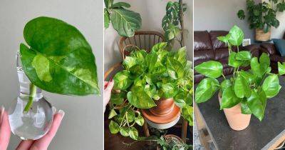 Global Green Pothos Care Guide | How to Grow Global Green Pothos - balconygardenweb.com