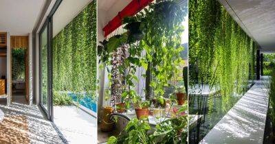 What is a Green Curtain | How to Grow a Living Plant Curtain - balconygardenweb.com