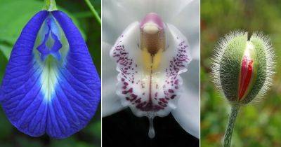 7 Flowers That Look Like Vaginas | Plants That Look Like Vagina - balconygardenweb.com - China