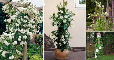 22 Best Vines with White Flowers | Climbing Plants with White Flowers - balconygardenweb.com