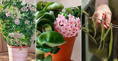 How to Get a Hoya Plant to Bloom | Hoya Flowering Secrets - balconygardenweb.com