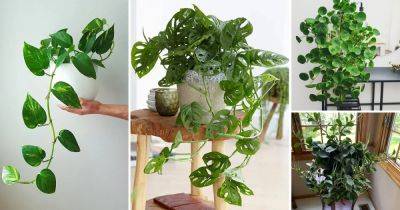 18 Types of Money Plants that Bring Wealth in Home - balconygardenweb.com - Switzerland
