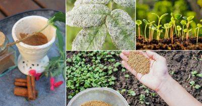 Clever Ways To Use Spices and Herbs In The Garden - balconygardenweb.com
