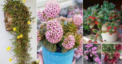 22 Beautiful Succulents with Different Color Flowers - balconygardenweb.com - South Africa - Mexico