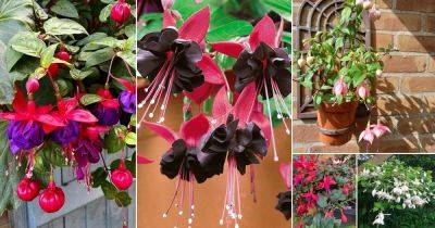 16 Best Fuchsia Varieties for Hanging Baskets and Pots - balconygardenweb.com