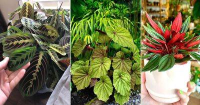 11 Plants With Red Veins on the Foliage - balconygardenweb.com