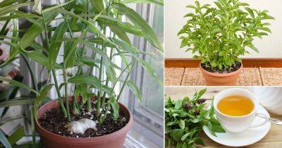How To Grow A Container Chai Garden - balconygardenweb.com - India