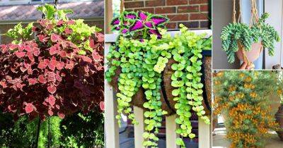 30 Best Trailing Foliage Plants for Hanging Baskets and Windowboxes - balconygardenweb.com