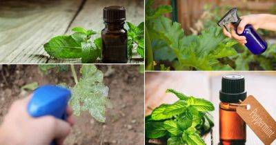 6 Wonderful Peppermint Oil Uses In The Garden - balconygardenweb.com