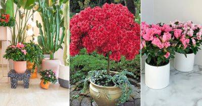 How to Grow Azalea in Pots | Azalea Plant Care - balconygardenweb.com - China - Japan