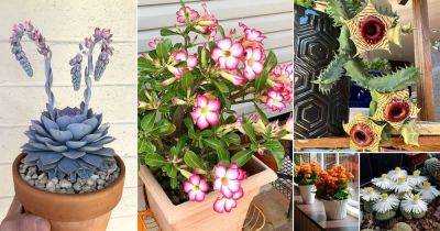 33 Best Flowering Succulents To Grow Indoors and Outdoors - balconygardenweb.com - Mexico