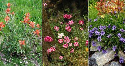 12 Best Wild Flowers in California - balconygardenweb.com - India - state California