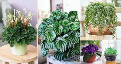 42 Cute Small Indoor Plants | Tiny Houseplants - balconygardenweb.com