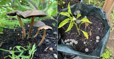 Can You Compost Mushrooms | Plants that Don't Like Mushrooms - balconygardenweb.com