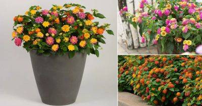 How to Grow Lantana | Care and Growing Lantana - balconygardenweb.com