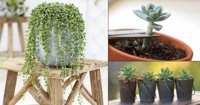13 Best Succulents to Propagate from Cuttings - balconygardenweb.com