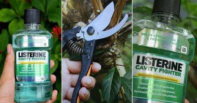 Amazing Listerine Uses In Garden That Works | 7 Mouthwash Uses - balconygardenweb.com