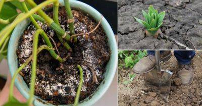 9 Signs that Show Your Soil is Bad & You Should Discard It - balconygardenweb.com