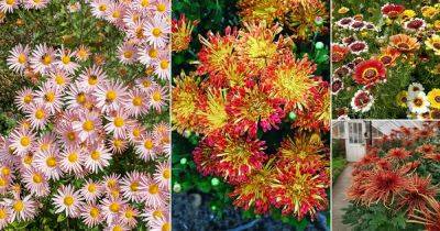 30 Stunning Types of Chrysanthemum | Best Chrysanthemum Varieties - balconygardenweb.com