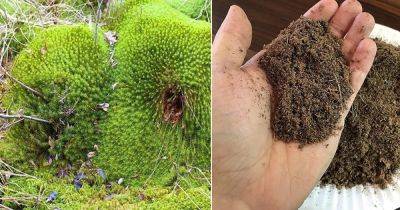 Sphagnum Moss vs Peat Moss - balconygardenweb.com - Canada - Ireland - New Zealand - Scotland - Peru