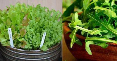 Best Arugula Companion Plants - balconygardenweb.com