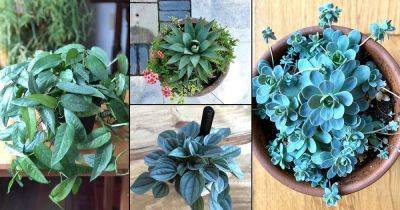 20 Pictures of Mind Blowing Blue Foliage Houseplants from Instagram - balconygardenweb.com