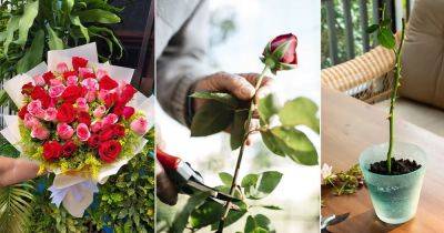 How to Grow Roses from Bouquets? - balconygardenweb.com