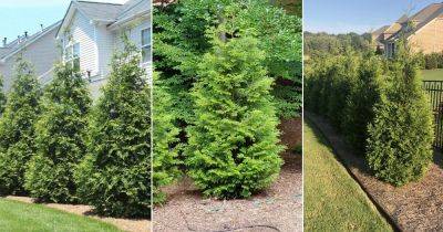 Green Giant Arborvitae Growing Information - balconygardenweb.com - Usa - Japan - state Pennsylvania