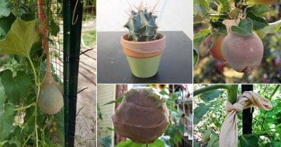 7 DIY Stocking & Pantyhose Hacks For The Garden! - balconygardenweb.com