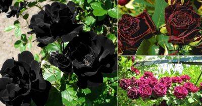 9 Types of Black Roses | Black Rose Varieties - balconygardenweb.com - France - Turkey