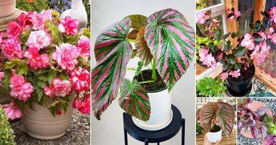 50 Beautiful Pink Begonia Pictures to Inspire You into Growing the Plant! - balconygardenweb.com