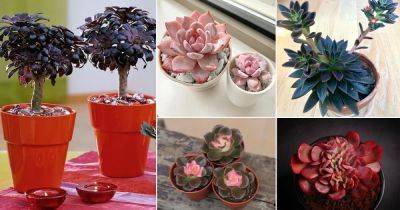 50 Colorful Succulents That Are Incredibly Beautiful - balconygardenweb.com - state California